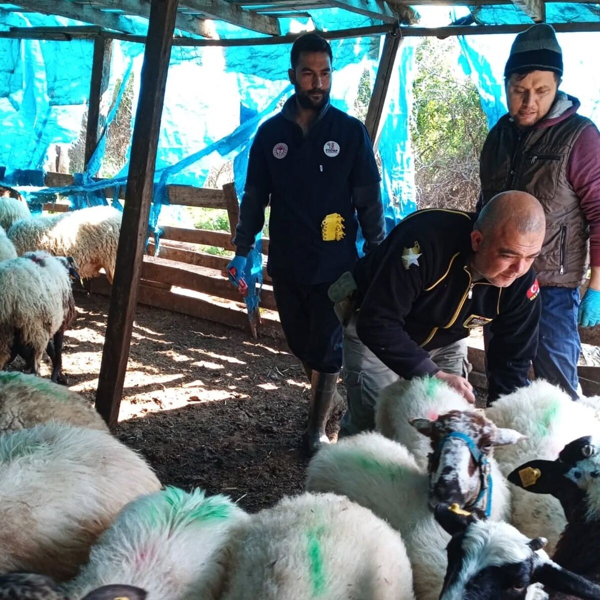 Kurban Bayramı Öncesi Edremit’te Küçükbaş Alarmı! 669868820 18086120090524508 8886738200434488670 n - Marmara Bölge Gazetesi