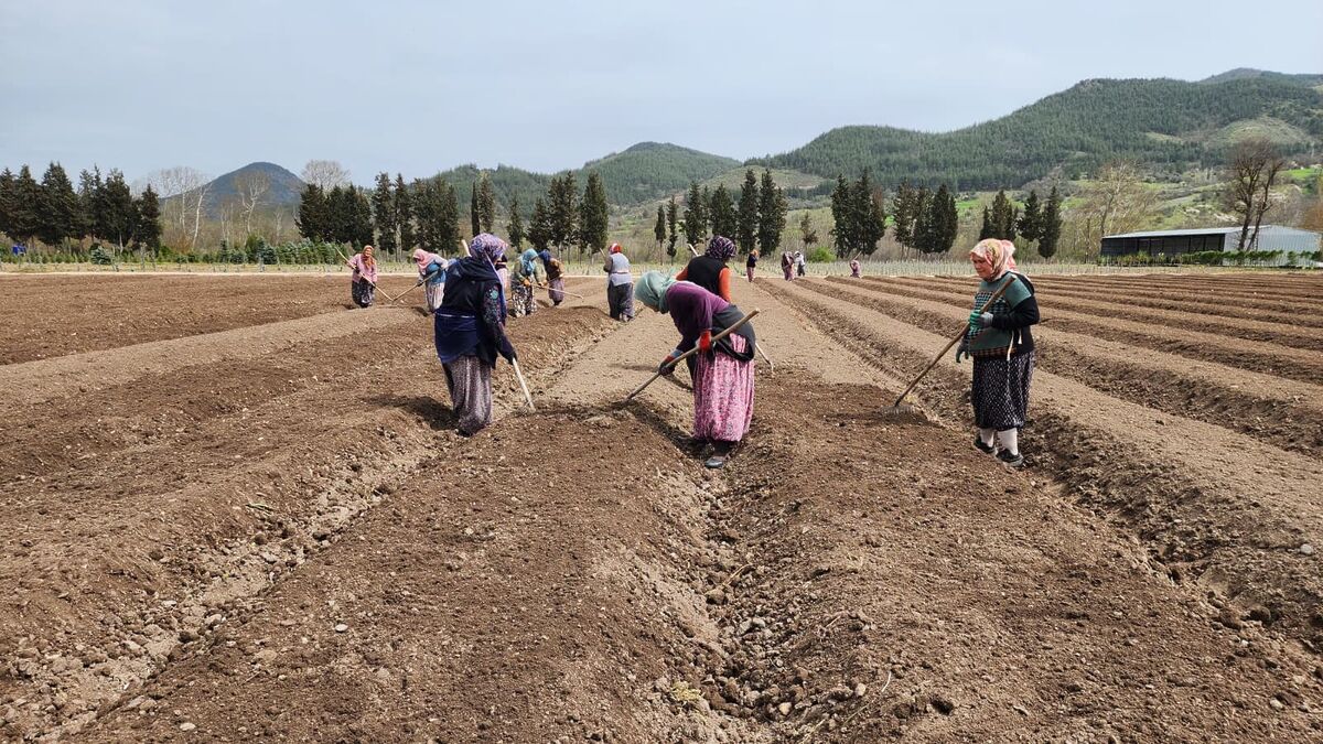 Balıkesir Orman Bölge Müdürlüğü, Dursunbey’de yürüttüğü çalışmalar kapsamında milyonlarca tohumu