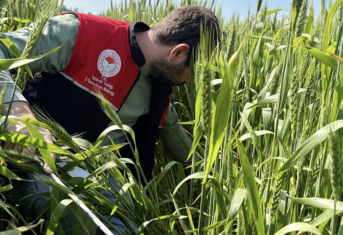 Buğday Tarlalarında Tehlike! 674967808 1369646475206211 7641703554299978453 n - Marmara Bölge Gazetesi