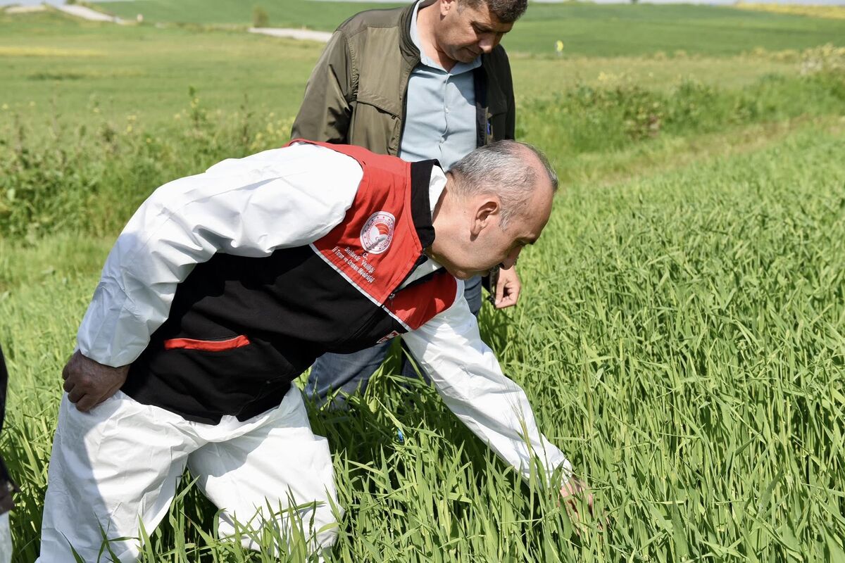 Buğday Tarlalarında Tehlike! 675955434 1369646325206226 1478775395010412019 n - Marmara Bölge Gazetesi