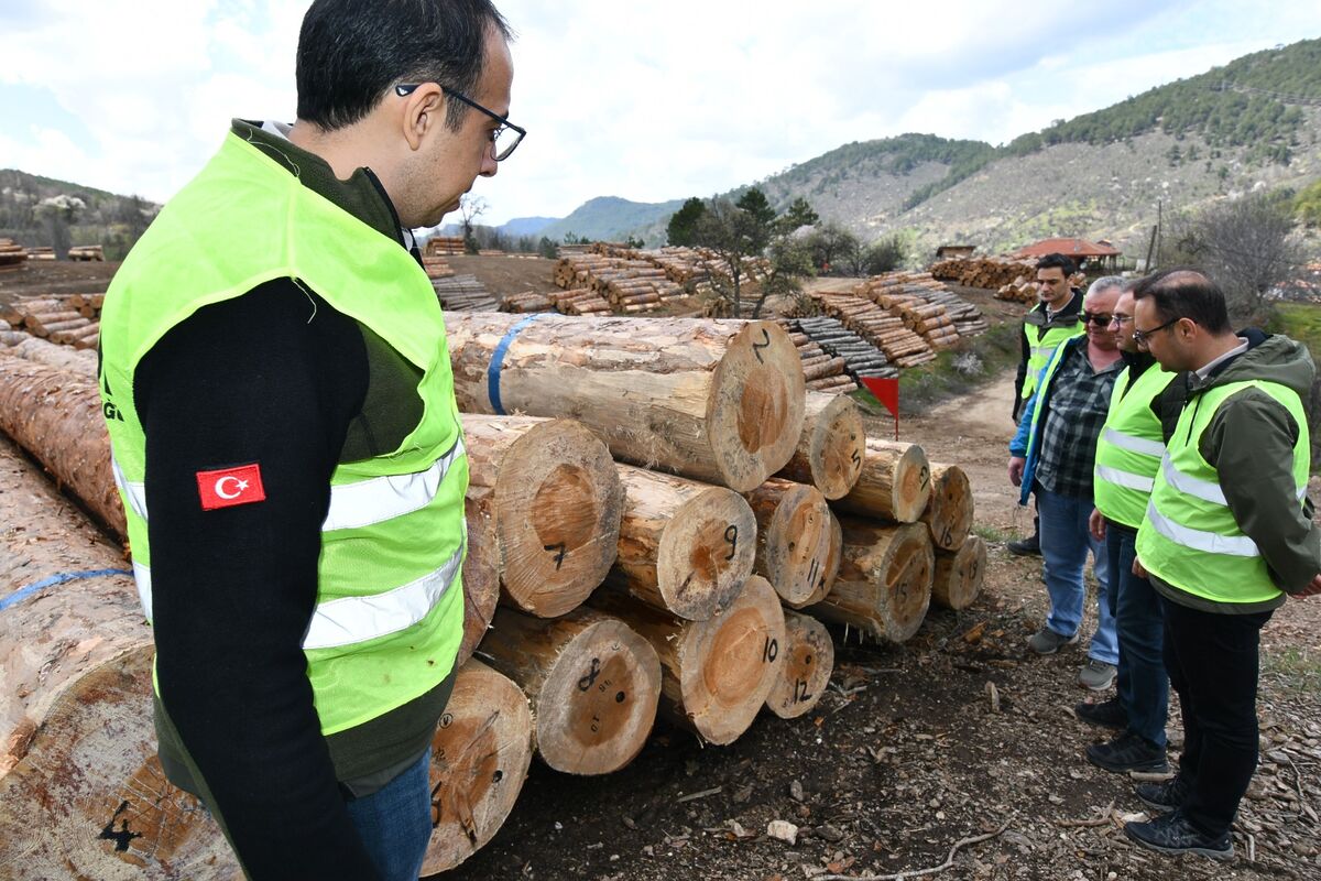 Balıkesir’de 10 Metrelik Karaçam Tomruklar Satışta 675980861 1424502759718058 533788782432595775 n - Marmara Bölge Gazetesi