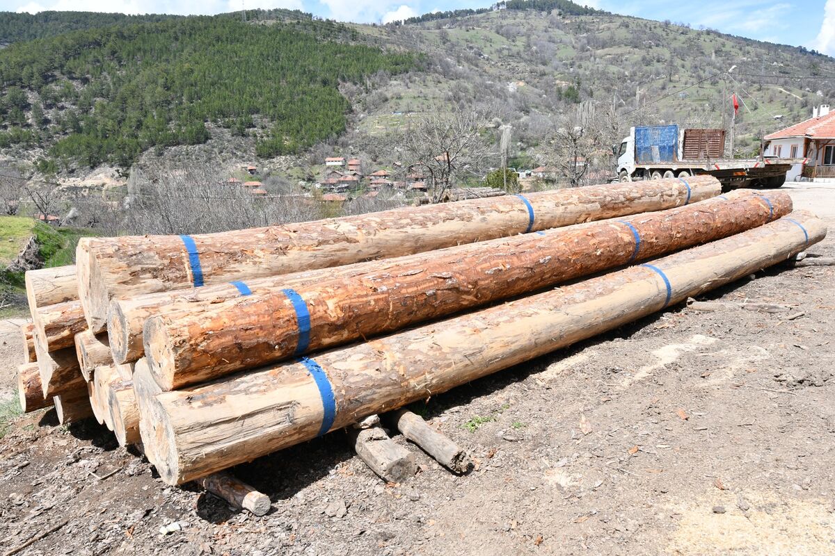 Balıkesir’de 10 metre uzunluğundaki 1. sınıf karaçam tomruklar satışa çıkıyor…