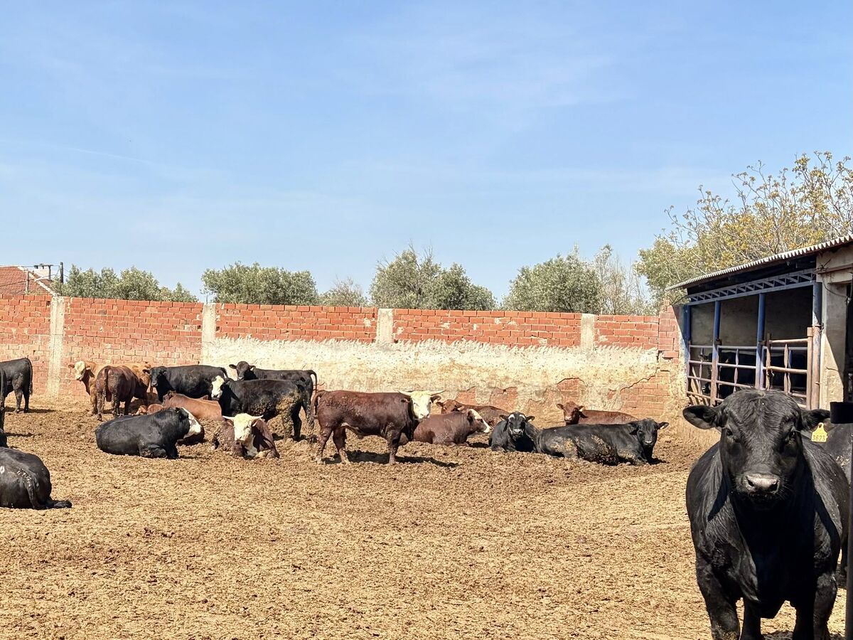 Balıkesir’de Kurban Bayramı öncesi hayvancılık işletmeleri sıkı denetimden geçiriliyor. İl