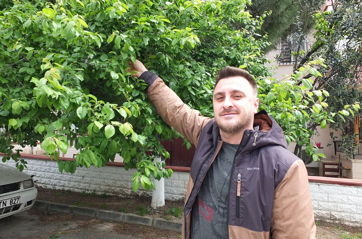 Balıkesir’de İlk Erik Hasadı AW686333 02 - Marmara Bölge Gazetesi