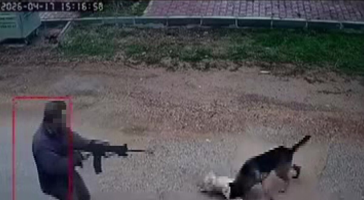 Kavga Eden Sokak Köpeklerine Tüfekle Ateş Açıp Birini Öldürdü! AW686670 01 - Marmara Bölge Gazetesi