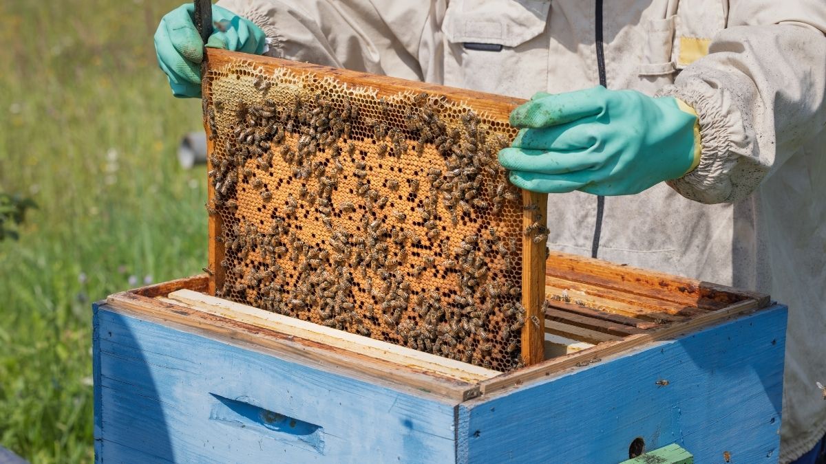 Balıkesir’de arı üreticilerine yönelik %100 hibeli fondan kek desteği başlatıldı.