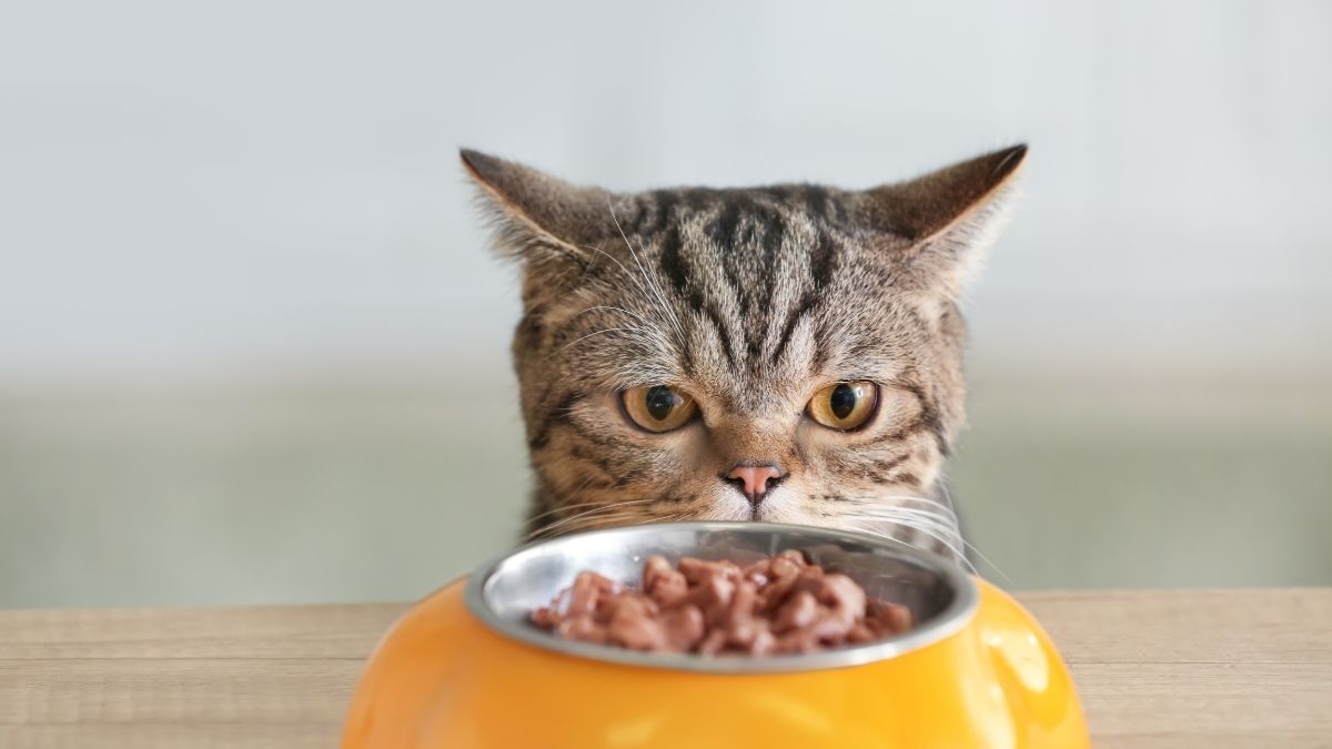 Kedi sahiplerinin sıkça karşılaştığı bir durum var: Mama kabına iştahla