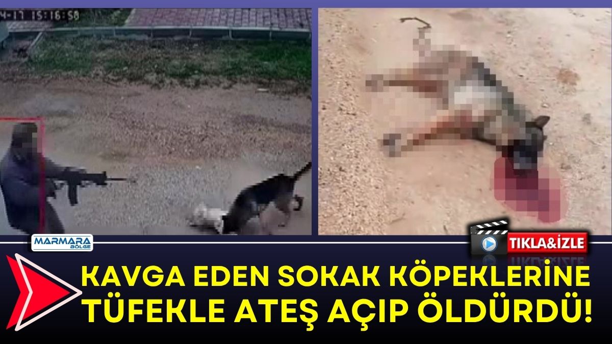 Antalya’da yaşanan olay, görenleri dehşete düşürdü. Sokak köpeklerinin kavgasını izleyen