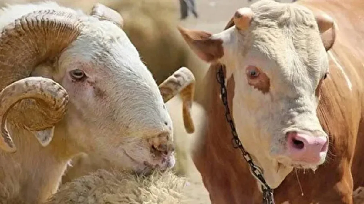 2026 Kurbanlık fiyatları, Kurban Bayramı’na kısa bir süre kala vatandaşların