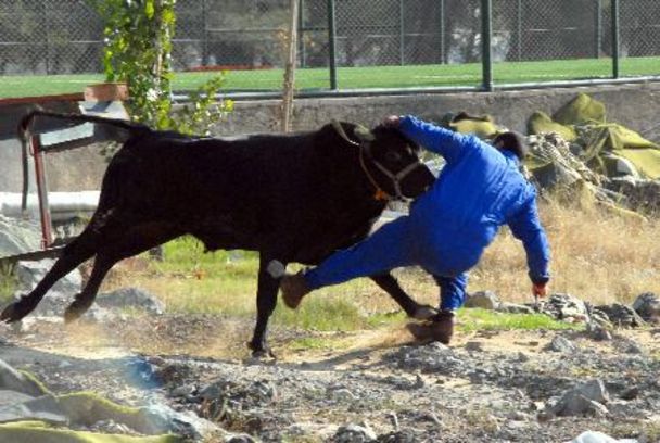 Kurban Bayramında Yaşanan En İlginç Kazalar! Uzmanlardan Uyarı Geldi.. 1131564 5fb0be85b65155bdf5ce0c5b2e2ade90 - Marmara Bölge Gazetesi