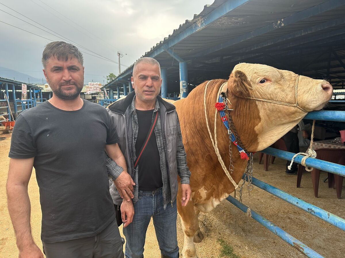 1 Ton 200 Kiloluk Dev Kurbanlık 650 Bin Liradan Satışa Çıktı 12 tonluk kurbanlik 1 - Marmara Bölge Gazetesi