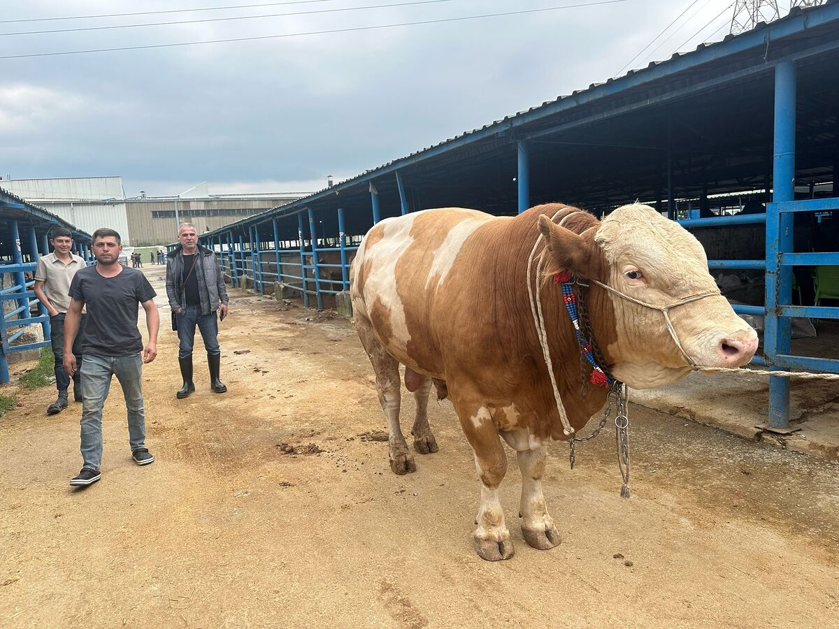 1 Ton 200 Kiloluk Dev Kurbanlık 650 Bin Liradan Satışa Çıktı 12 tonluk kurbanlik 2 - Marmara Bölge Gazetesi