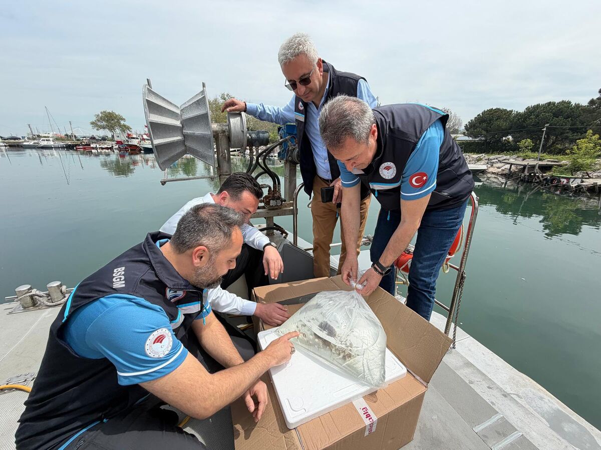 Türkiye’de İlk Başarı Balıkesir’den Geldi! Deniz Patlıcanları Marmara’ya Salındı 700129730 1388106760026849 3613199241718849224 n - Marmara Bölge Gazetesi