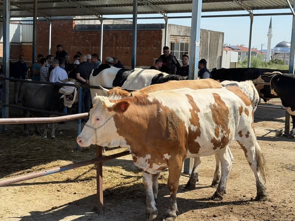 Kurban Bayramı arefesinde İvrindi Hayvan Pazarı yoğun ilgi gördü. Çevre