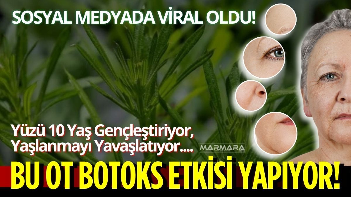 Sosyal medyada “botoks otu” adıyla hızla yayılan yoğurt otu, son