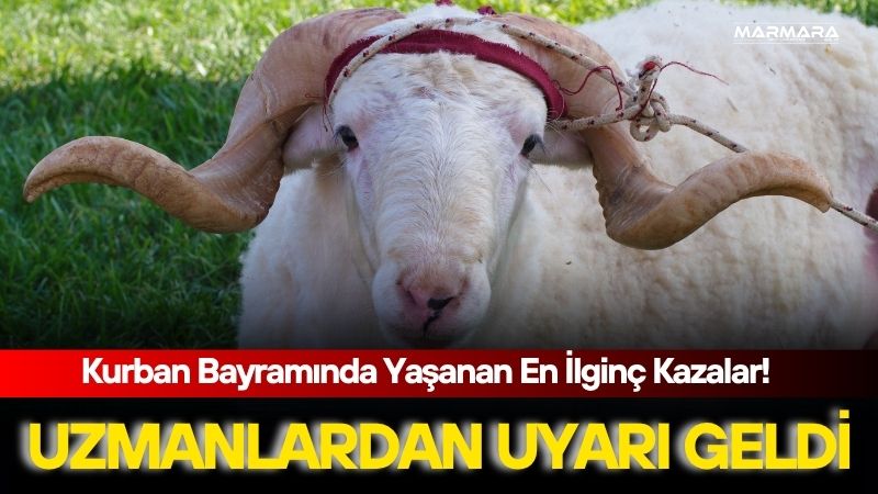Kurban Bayramı yaklaşırken geçmiş yıllarda yaşanan ilginç kazalar ve dikkat