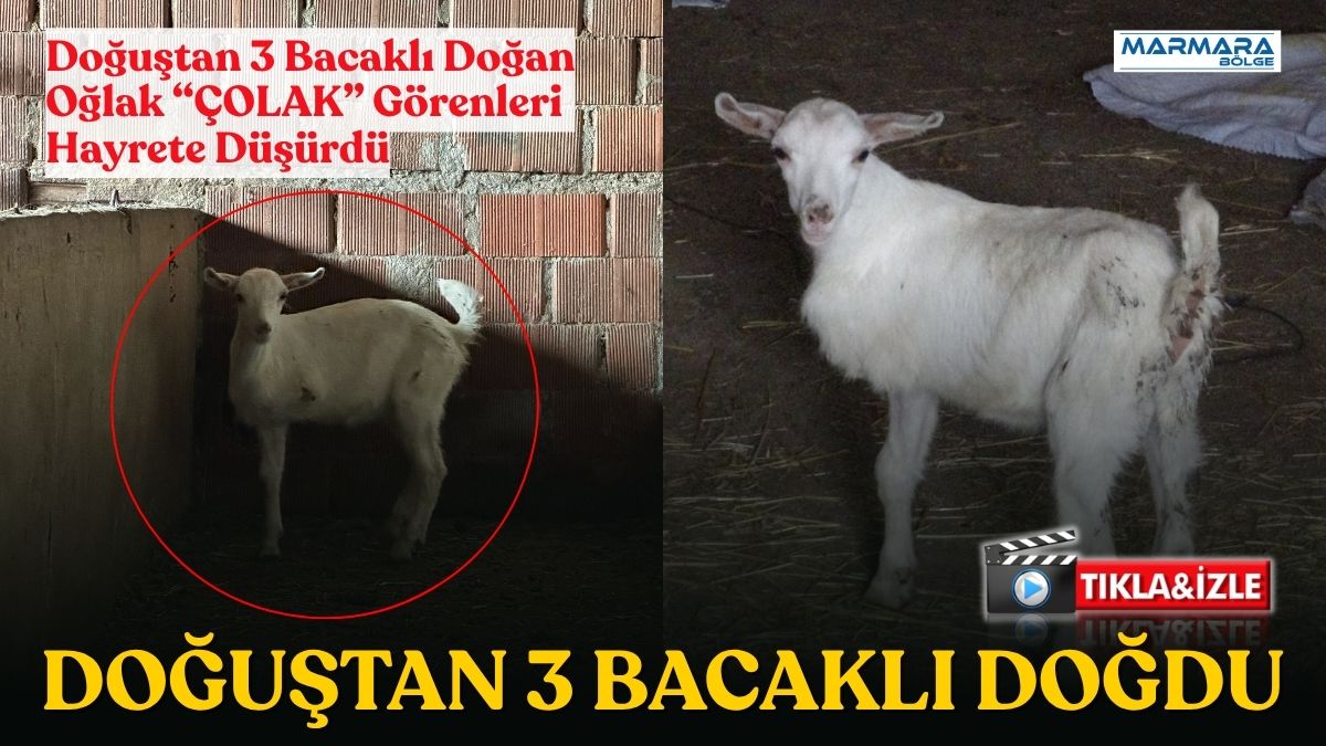Çanakkale’nin Ayvacık ilçesinde bir üreticinin çiftliğinde dünyaya gelen 3 bacaklı