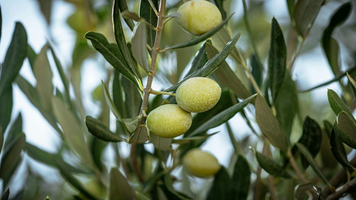 Siyah Zeytin mi Yeşil Zeytin mi? Hangisinin Daha Faydalı Olduğu Açıklandı Evinize ve ofisinize Bu Cicekleri Alin Havanizi Temizleyin 22 - Marmara Bölge Gazetesi
