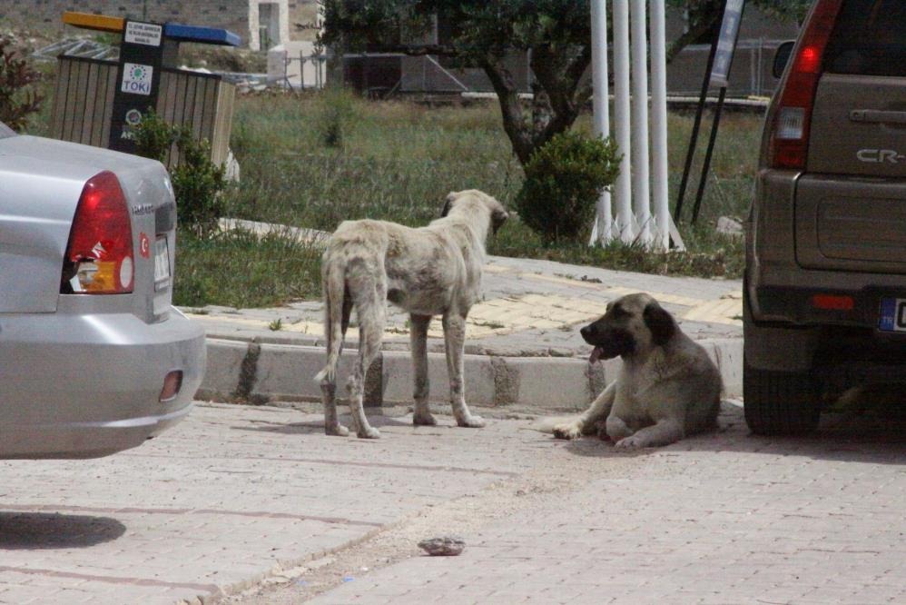 Köpeklerin Hedefi Oldu! GetFile 12 - Marmara Bölge Gazetesi