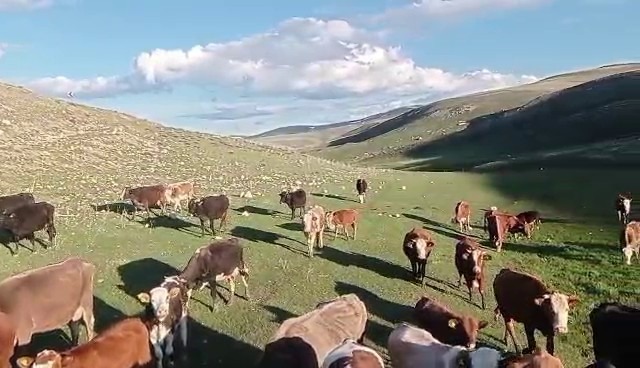 Kurbanlıkta Büyük Tuzak! GetFile 9 - Marmara Bölge Gazetesi