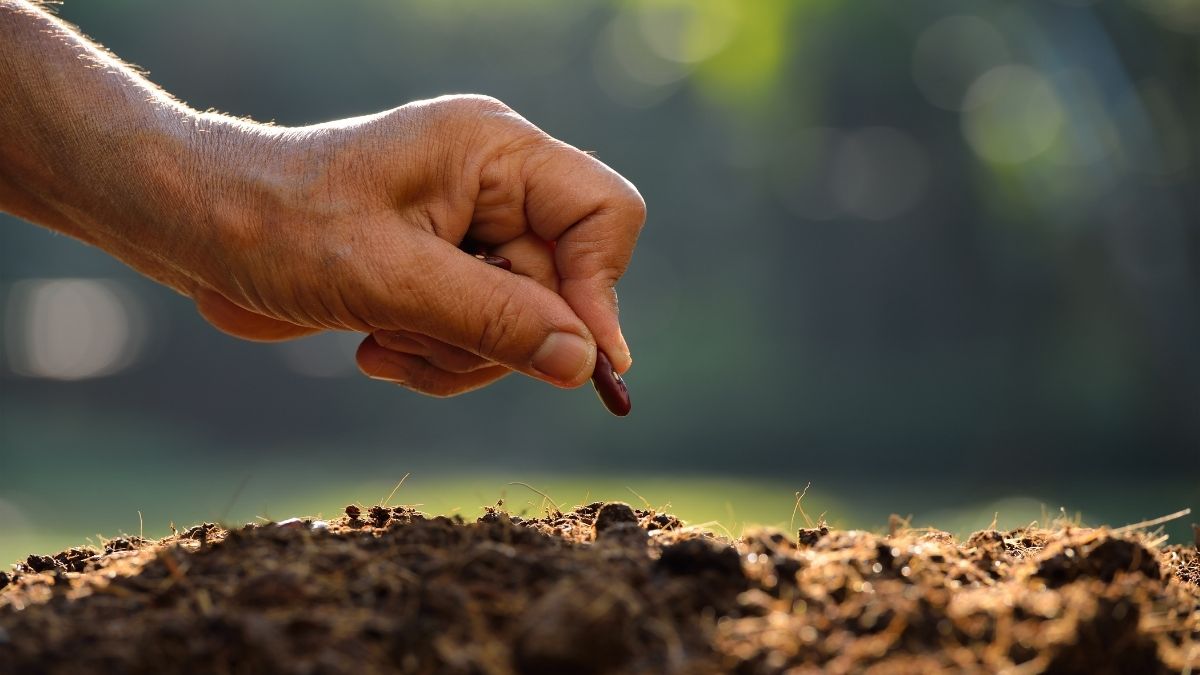 Temmuz ve Ağustos Aylarında Hangi Ürünler Ekilir? İşte Yaz Aylarında Ekilebilecek Ürünler ve Doğru Ekim Yöntemleri… Haziranda Hangi Bitki Nereye Ekilir Iste Verimi Artiran Dogru Ekim ve Komsu Bitki Yontemleri 2 - Marmara Bölge Gazetesi