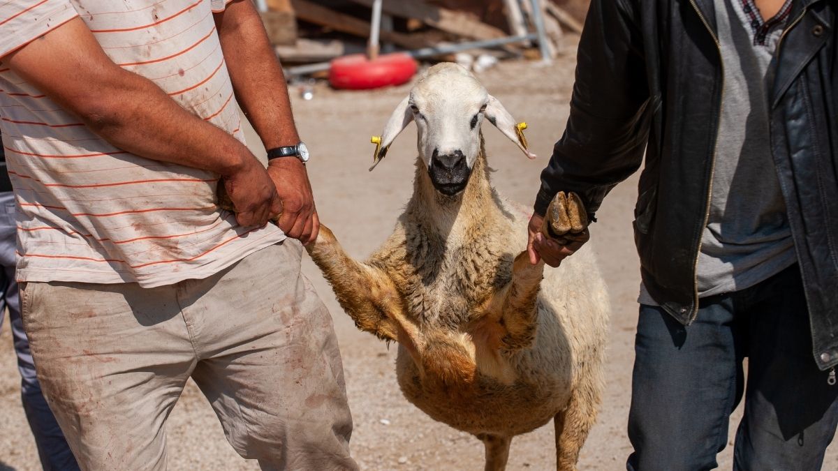 Kurban Bayramı öncesi sahaya inen Balıkesir İl Tarım ve Orman