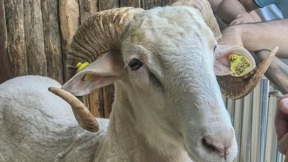 Kurbanlık Alacaklar Aman Dikkat! Bu Belirtiler Varsa Sakın Almayın! KURBANLIK 2 - Marmara Bölge Gazetesi