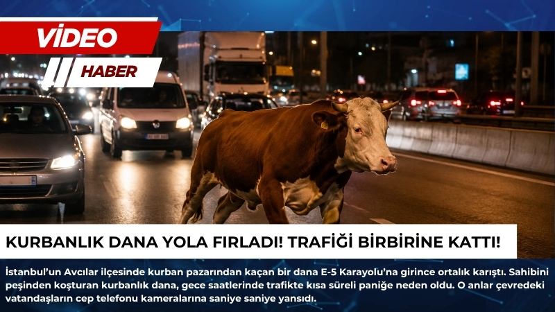 İstanbul’un Avcılar ilçesinde kurban pazarından kaçan bir dana E-5 Karayolu’na