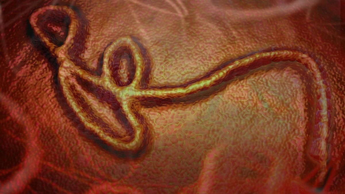 Ebola Virüsü Nedir, Nasıl Yayılır, Belirtileri Neler, Türkiye İçin Risk Var Mı? İşte Merak Edilen Tüm Detaylar… ebola virusu 1 - Marmara Bölge Gazetesi