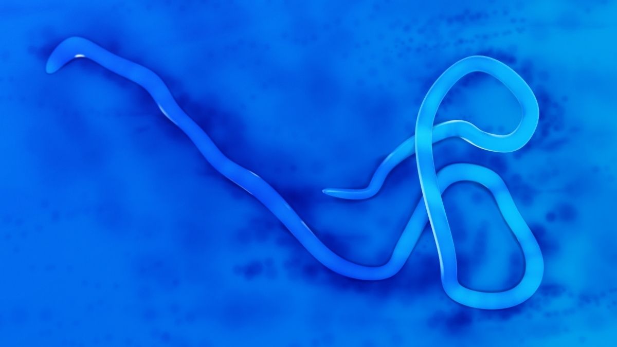 Ebola Virüsü Nedir, Nasıl Yayılır, Belirtileri Neler, Türkiye İçin Risk Var Mı? İşte Merak Edilen Tüm Detaylar… ebola virusu 2 - Marmara Bölge Gazetesi