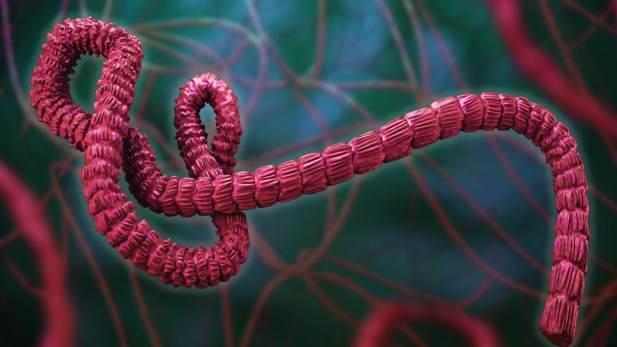 Ebola Virüsü Nedir, Nasıl Yayılır, Belirtileri Neler, Türkiye İçin Risk Var Mı? İşte Merak Edilen Tüm Detaylar… ebola virusu 3 - Marmara Bölge Gazetesi