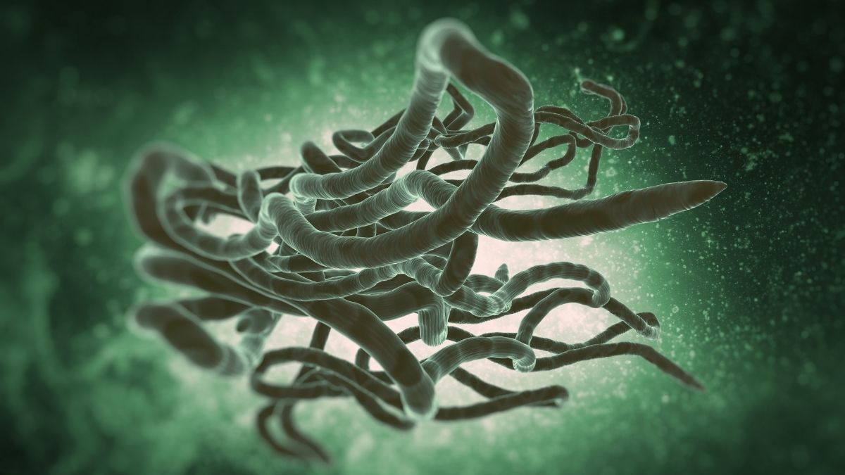 ebola virusu 6 - Marmara Bölge Gazetesi