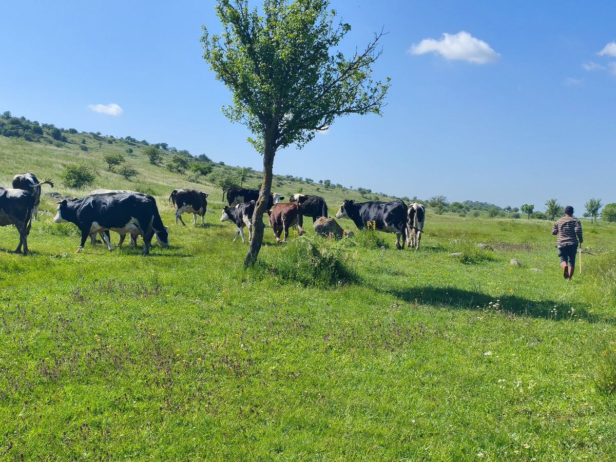 Merada Büyükbaş Hayvancılık Mesaisi 717377927 1411362544367937 5679223920560227394 n - Marmara Bölge Gazetesi