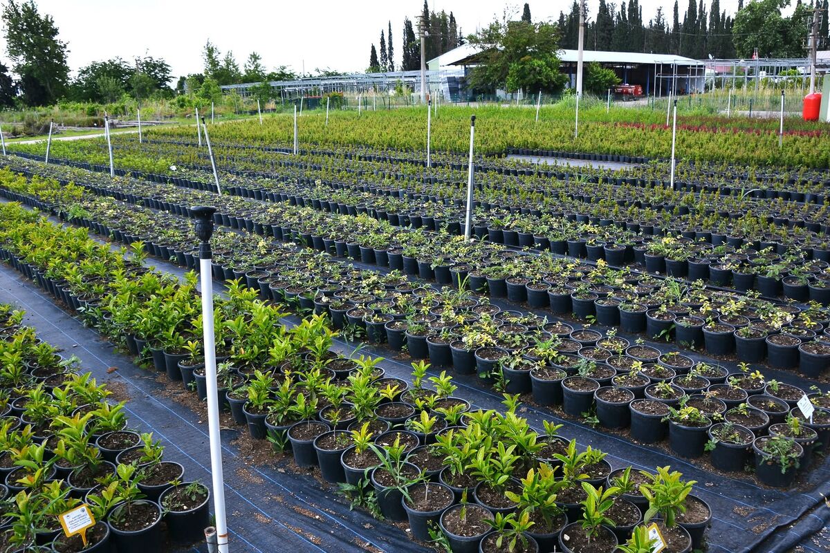 Balıkesir Orman Bölge Müdürlüğü’nün fidanlıklarında yetiştirilen süs ve tıbbi aromatik