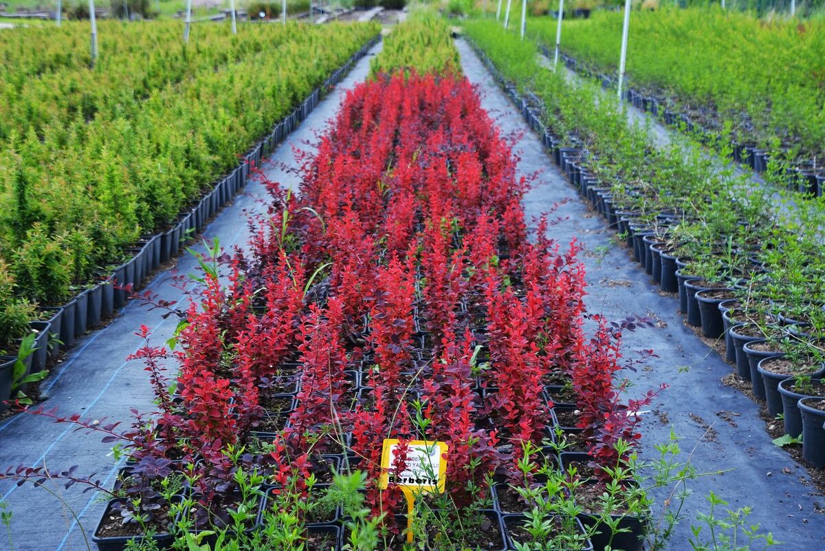 Tıbbi Aromatik Bitkilerle Geleceğe Yatırım 717790630 1466987768802890 520560126436677391 n - Marmara Bölge Gazetesi