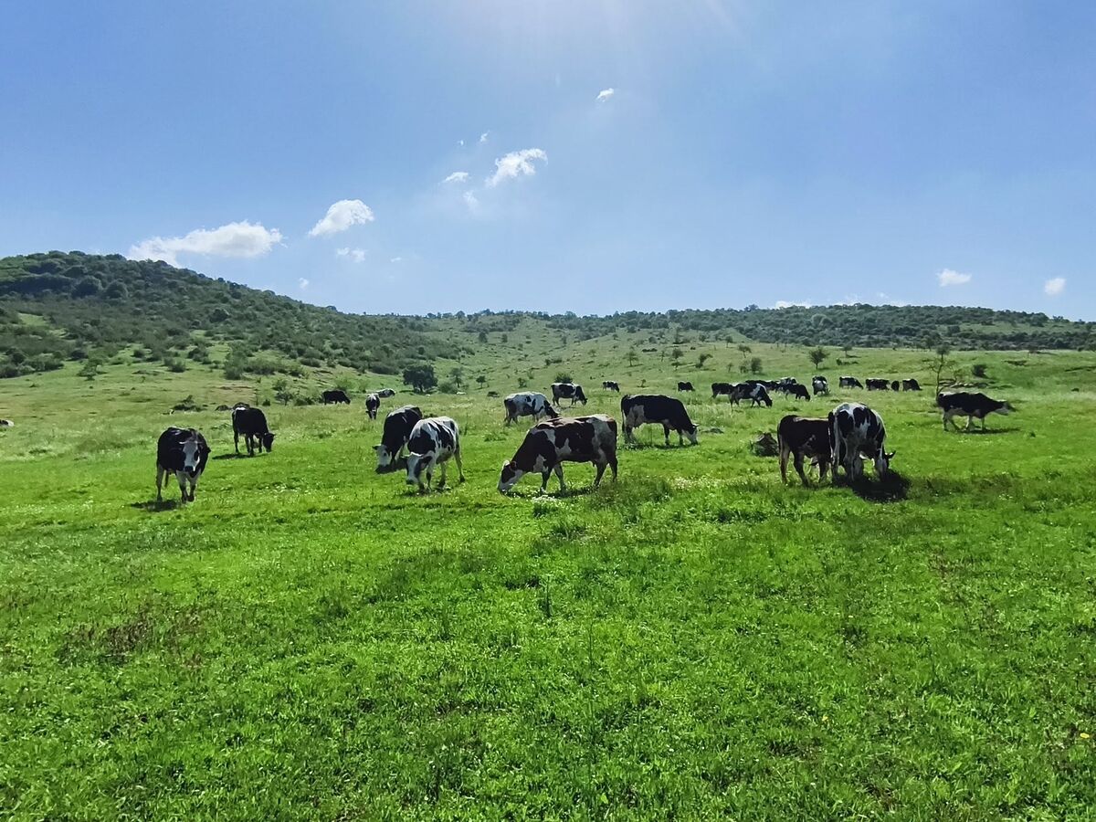 Balıkesir İl Tarım ve Orman Müdürü Hüseyin Düzgün, büyükbaş hayvancılıkla