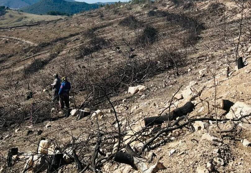 Balıkesir Orman Bölge Müdürlüğü tarafından 2025 yılında çıkan yangında zarar