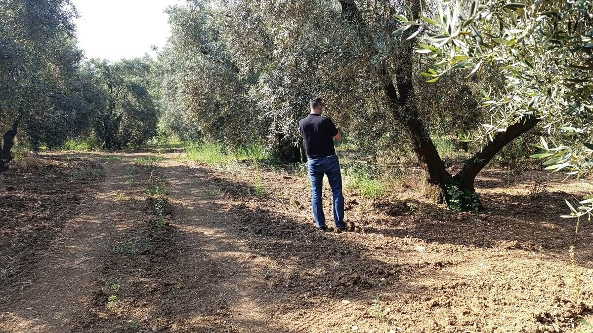 Balıkesir İl Tarım ve Orman Müdürlüğü, zeytin üretiminde kaliteyi korumak