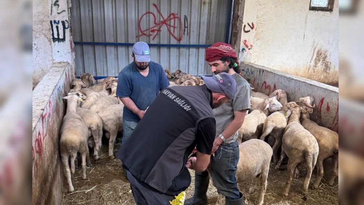 Balıkesir İl Tarım ve Orman Müdürlüğü tarafından yürütülen küpeleme ve