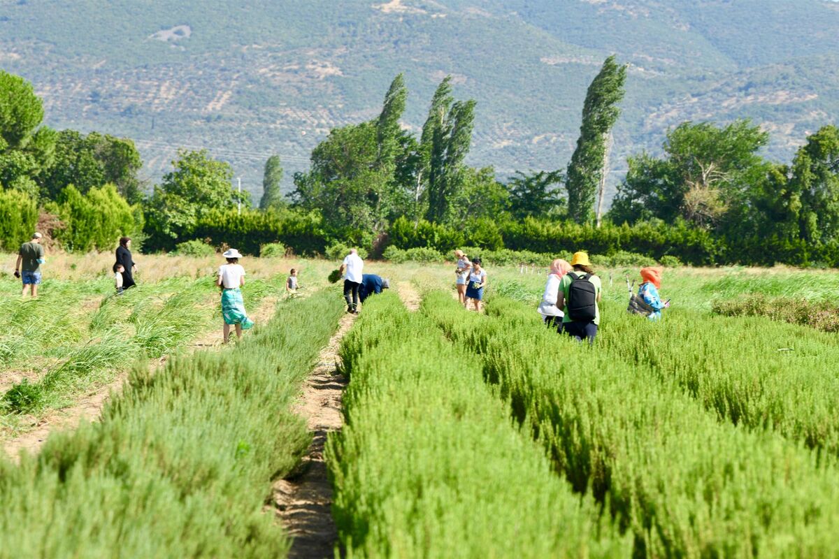 Aromaterapi Festivali İçin Başvurular Başladı AROMATERAPI FESTIVALI 4 - Marmara Bölge Gazetesi