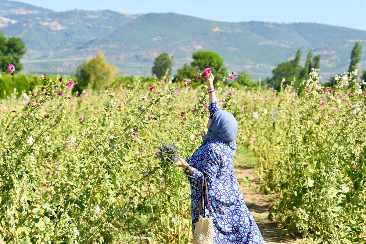 Aromaterapi Festivali İçin Başvurular Başladı AROMATERAPI FESTIVALI 5 - Marmara Bölge Gazetesi