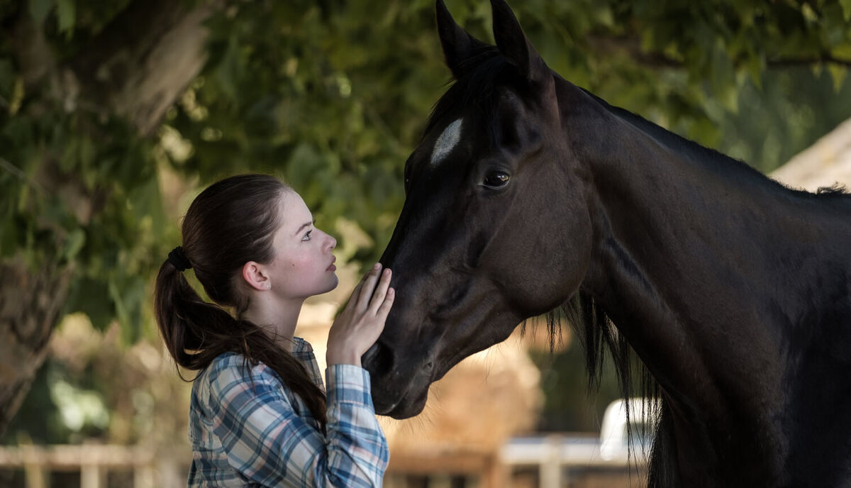 Dostluk ve Fedakârlık Temalı Hayvan Filmleri Black Beauty 2020 - Marmara Bölge Gazetesi