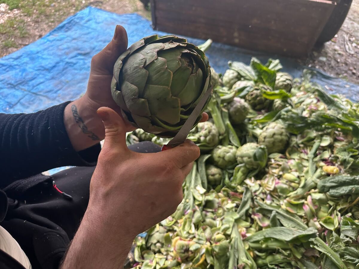 Günde Bin Tane Enginar Soyuyor, Ayda 240 Bin Lira Kazanıyor! Bu Mesleği Yapan Paraya Para Demiyor! Bursada baslayan enginar hasadiyla birlikte enginar soyucu ustalarinin yogun mesaisi dikkat cekti. Gunde yaklasik bin adet enginar temizleyen ustalarin aylik kazanci 240 bin liraya kad 3 - Marmara Bölge Gazetesi