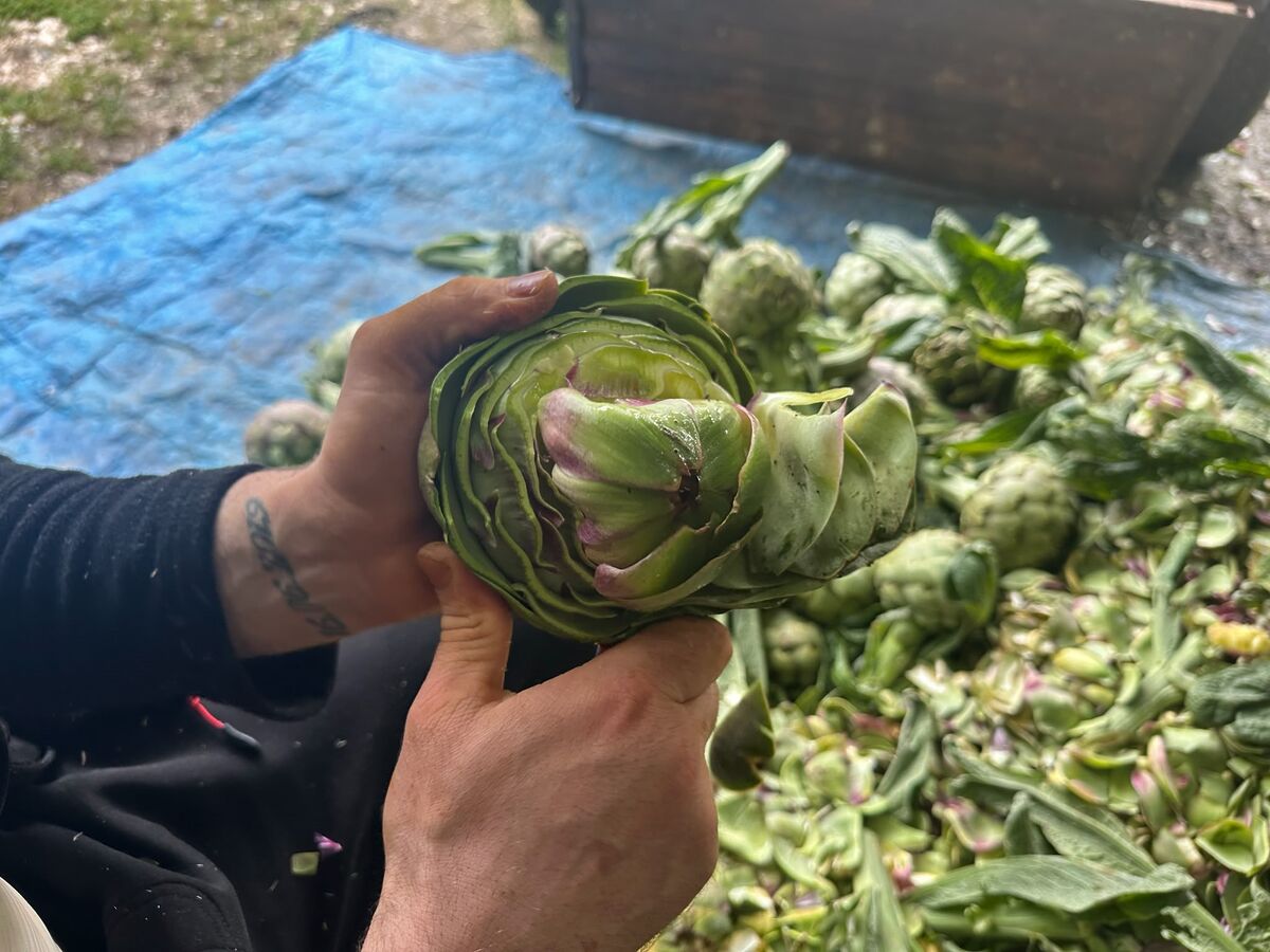 Günde Bin Tane Enginar Soyuyor, Ayda 240 Bin Lira Kazanıyor! Bu Mesleği Yapan Paraya Para Demiyor! Bursada baslayan enginar hasadiyla birlikte enginar soyucu ustalarinin yogun mesaisi dikkat cekti. Gunde yaklasik bin adet enginar temizleyen ustalarin aylik kazanci 240 bin liraya kad 5 - Marmara Bölge Gazetesi