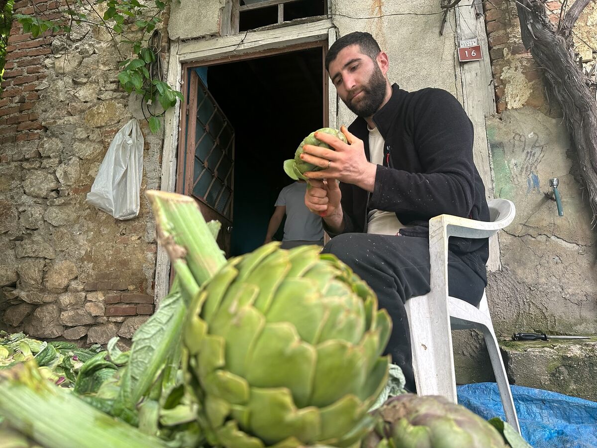 Günde Bin Tane Enginar Soyuyor, Ayda 240 Bin Lira Kazanıyor! Bu Mesleği Yapan Paraya Para Demiyor! Bursada baslayan enginar hasadiyla birlikte enginar soyucu ustalarinin yogun mesaisi dikkat cekti. Gunde yaklasik bin adet enginar temizleyen ustalarin aylik kazanci 240 bin liraya kad - Marmara Bölge Gazetesi
