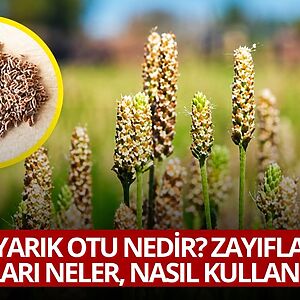 Bağırsakları çalıştırdığı, uzun süre tok tuttuğu ve kilo kontrolüne yardımcı