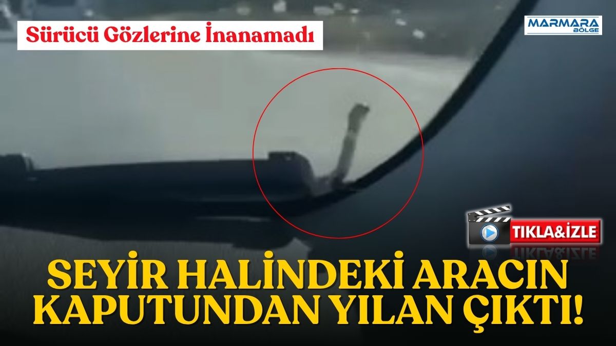 Bursa'nın Yenişehir ilçesinde seyir halindeki bir aracın kaputunda görülen yılan,