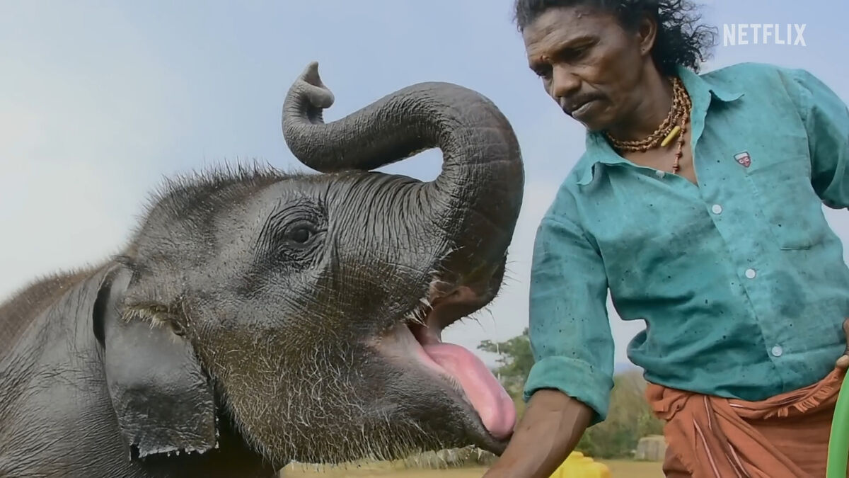 Netflix’te İzlenebilecek En Etkileyici Belgeseller The Elephant Whisperers - Marmara Bölge Gazetesi