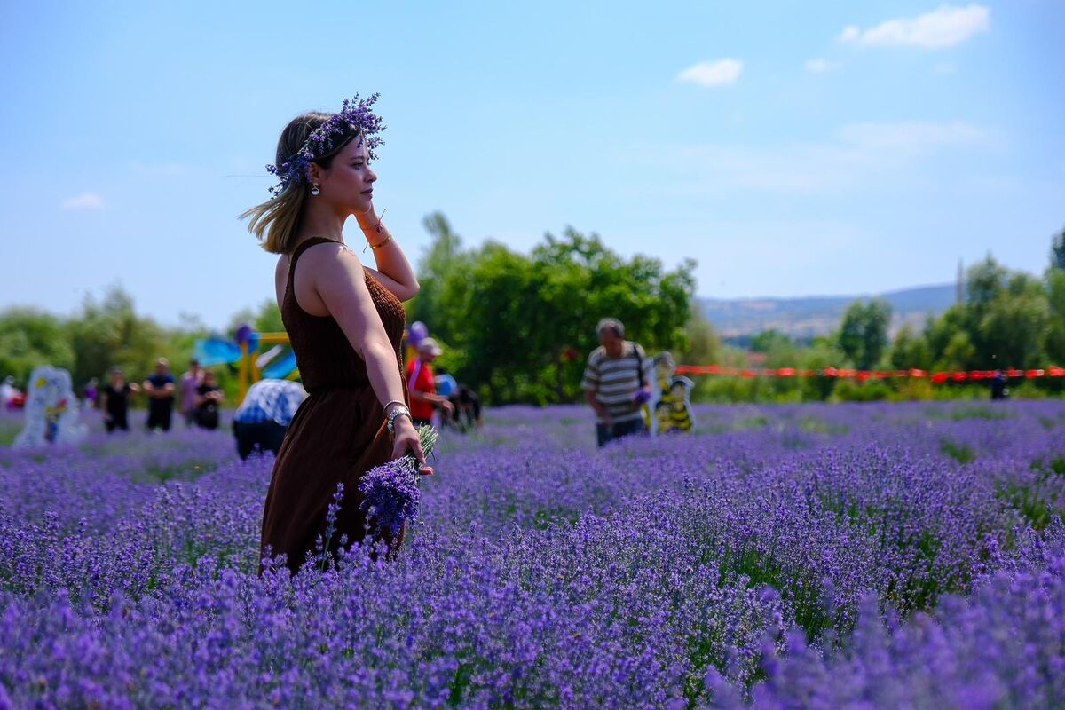 Balıkesir'in yükselen turizm rotalarından Altıeylül Lavanta Bahçeleri, mor çiçeklerin büyüleyici