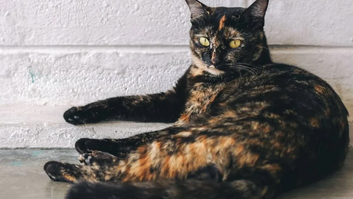 haber kedi - Marmara Bölge Gazetesi